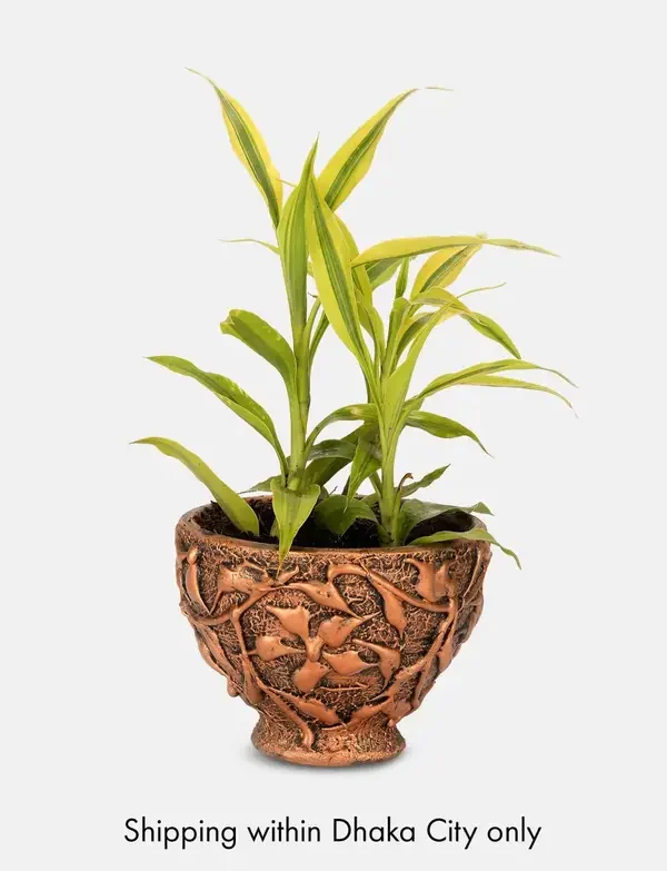 Lucky Bamboo in Tub